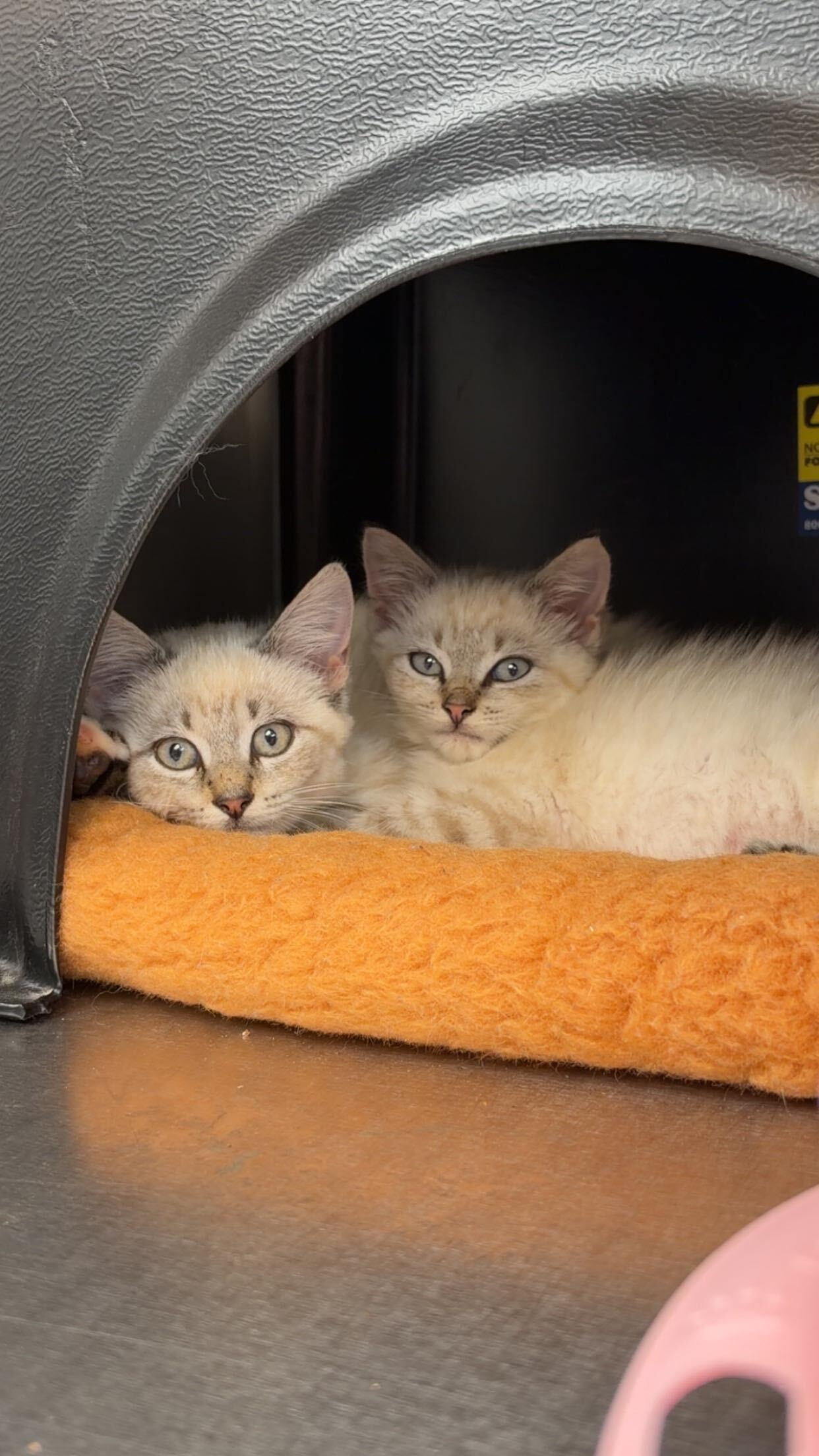 Enlarge Inky and Clyde (ON ADOPTION HOLD), a Adoptable Domestic Short Hair in Nantucket, MA image 2/2