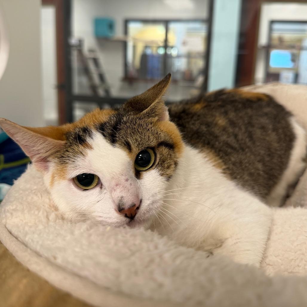 Enlarge Sycamore, a Adoptable Domestic Short Hair in West Palm Beach, FL image 1/3