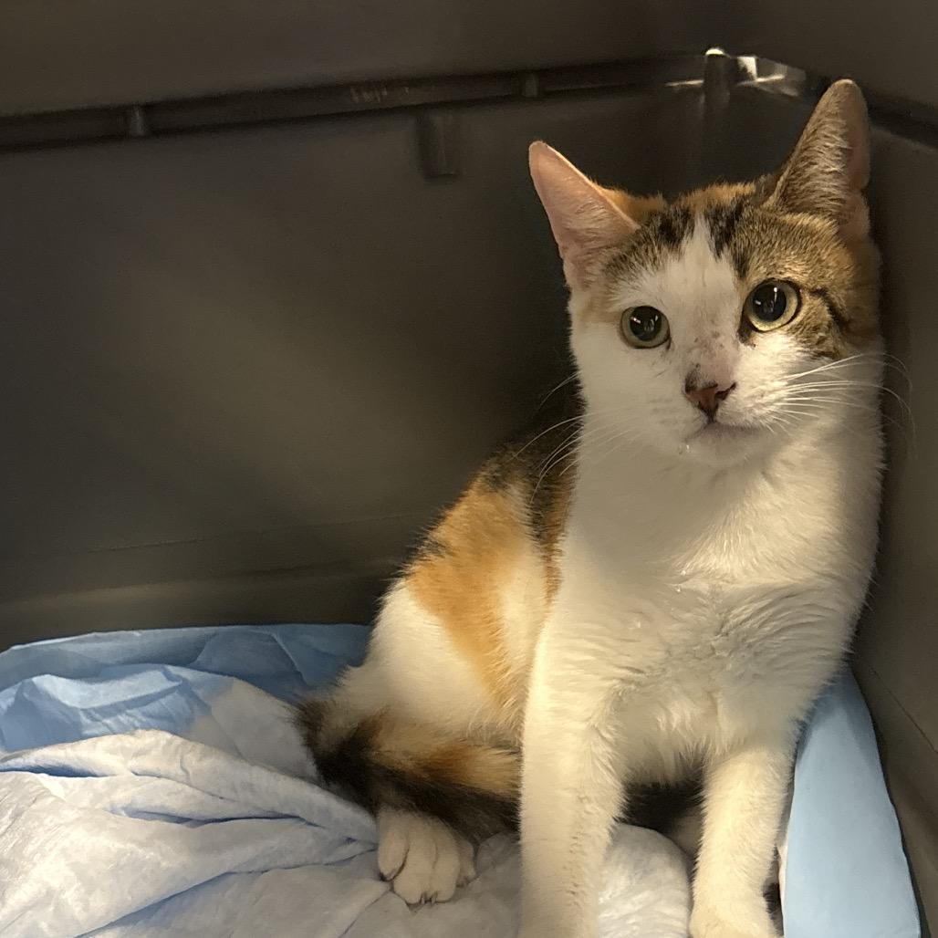 Enlarge Sycamore, a Adoptable Domestic Short Hair in West Palm Beach, FL image 2/3