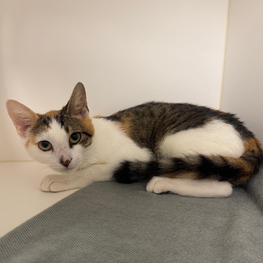 Enlarge Sycamore, a Adoptable Domestic Short Hair in West Palm Beach, FL image 3/3