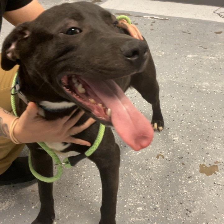Cody, Adoptable, Young Male Mixed Breed.