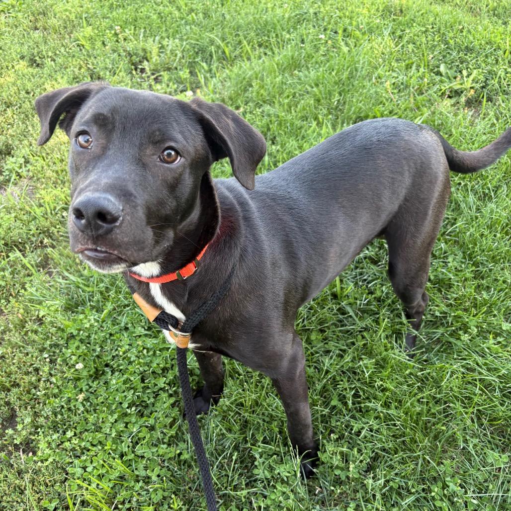 Cody, a Adoptable Mixed Breed in St Joseph, MO image 2/3