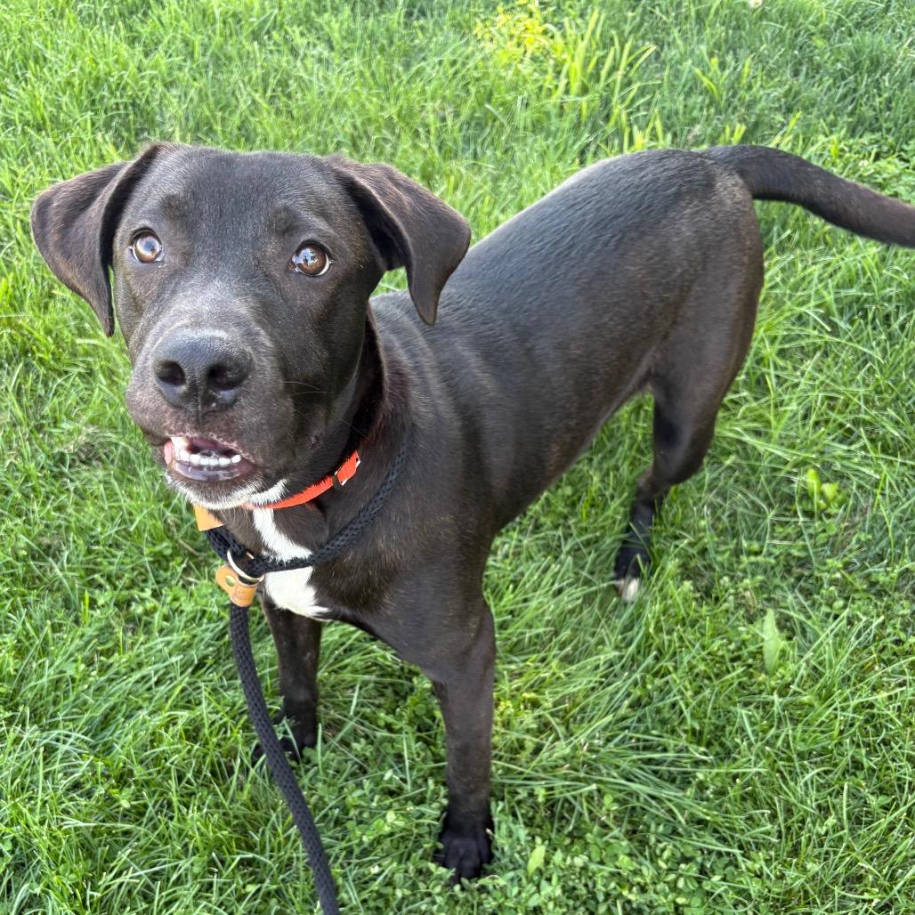 Cody, a Adoptable Mixed Breed in St Joseph, MO image 3/3