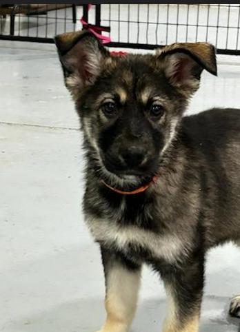 Reese, ADOPTABLE, Puppy Female German Shepherd Dog & Siberian Husky.
