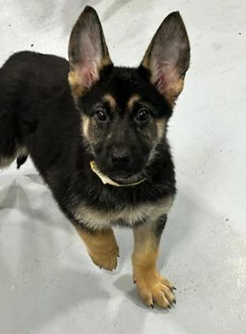 Enlarge Reese, a ADOPTABLE mixed breed in Brunswick, OH image 2/6