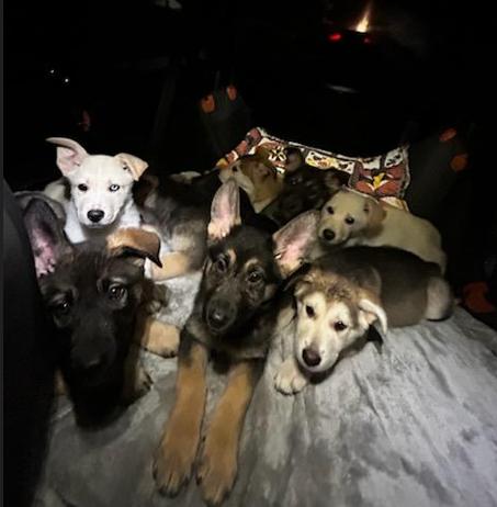 Enlarge Reese, a ADOPTABLE mixed breed in Brunswick, OH image 4/6