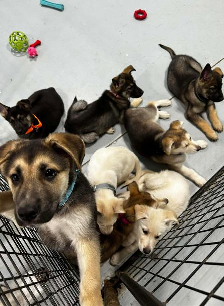 Enlarge Reese, a ADOPTABLE mixed breed in Brunswick, OH image 5/6