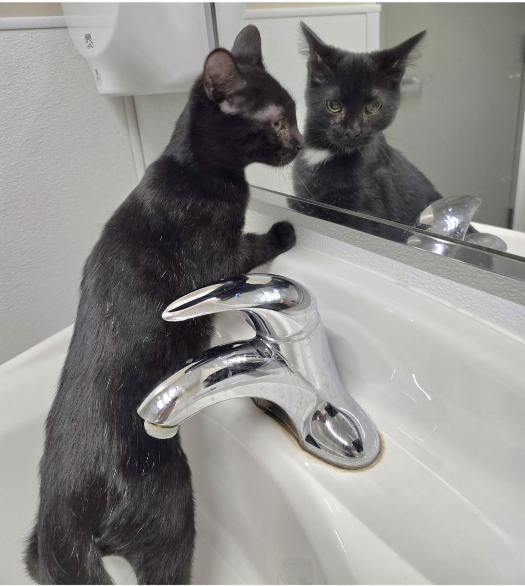 Jerry, an adoptable Domestic Short Hair in Jamestown, ND, 58401 | Photo Image 3