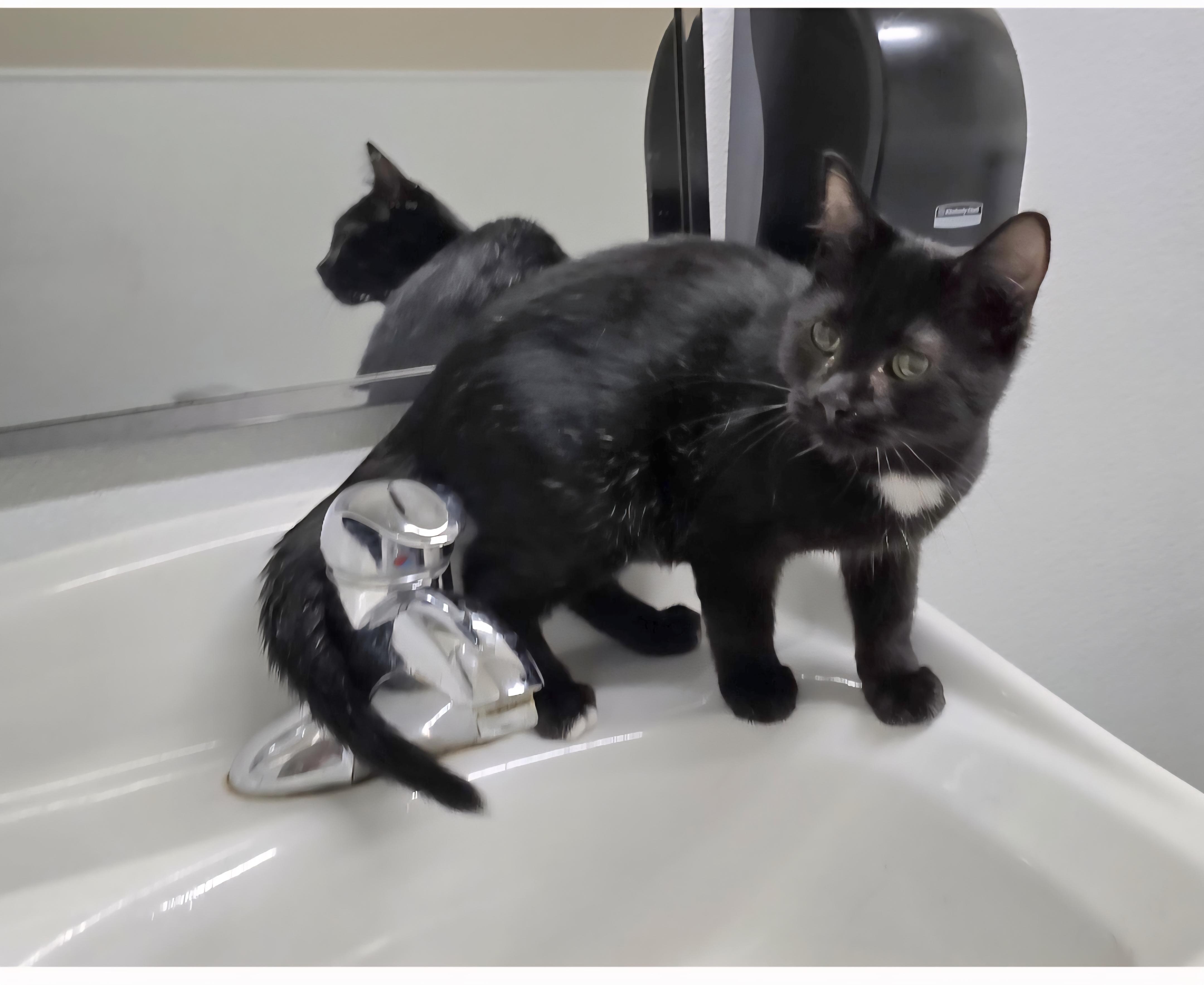Jerry, an adoptable Domestic Short Hair in Jamestown, ND, 58401 | Photo Image 5