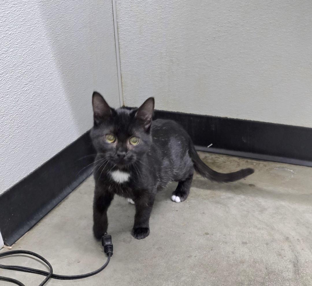 Jerry, an adoptable Domestic Short Hair in Jamestown, ND, 58401 | Photo Image 2