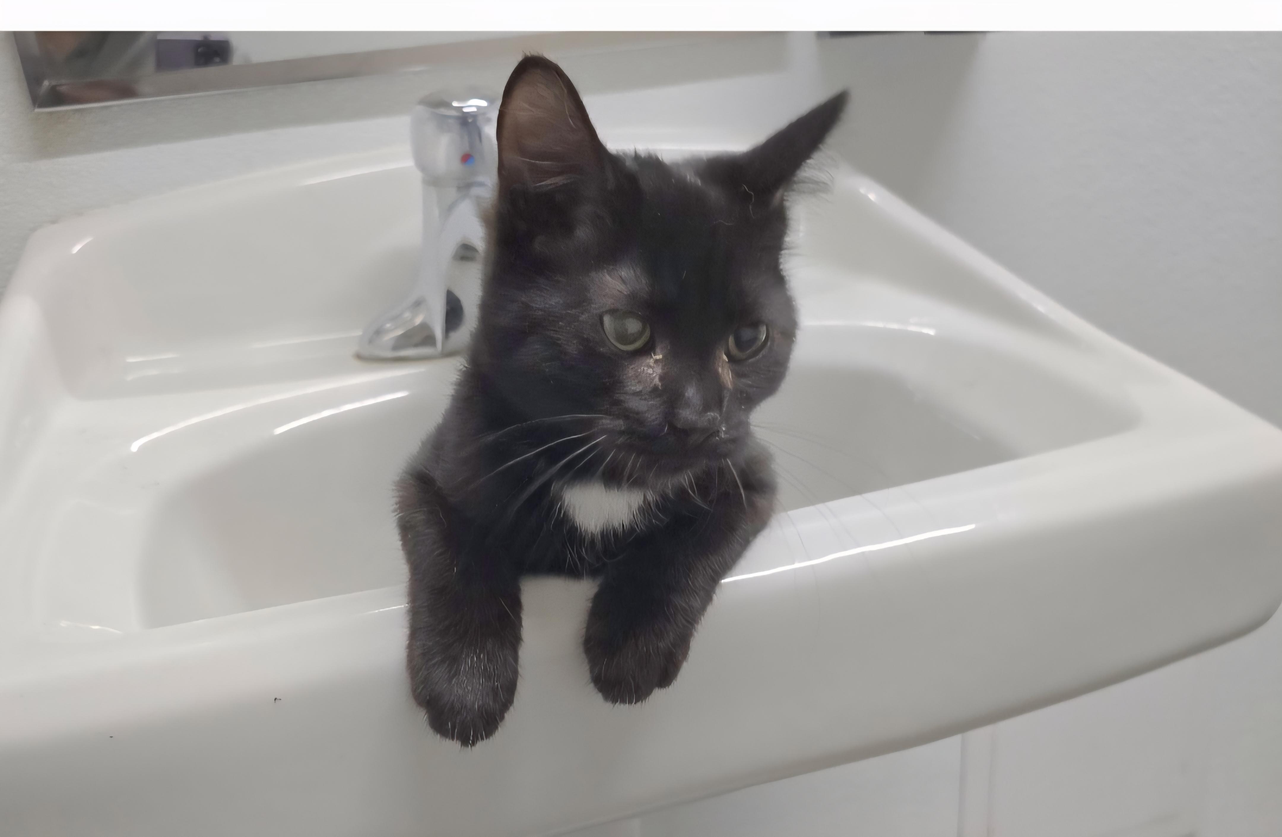 Jerry, an adoptable Domestic Short Hair in Jamestown, ND, 58401 | Photo Image 6