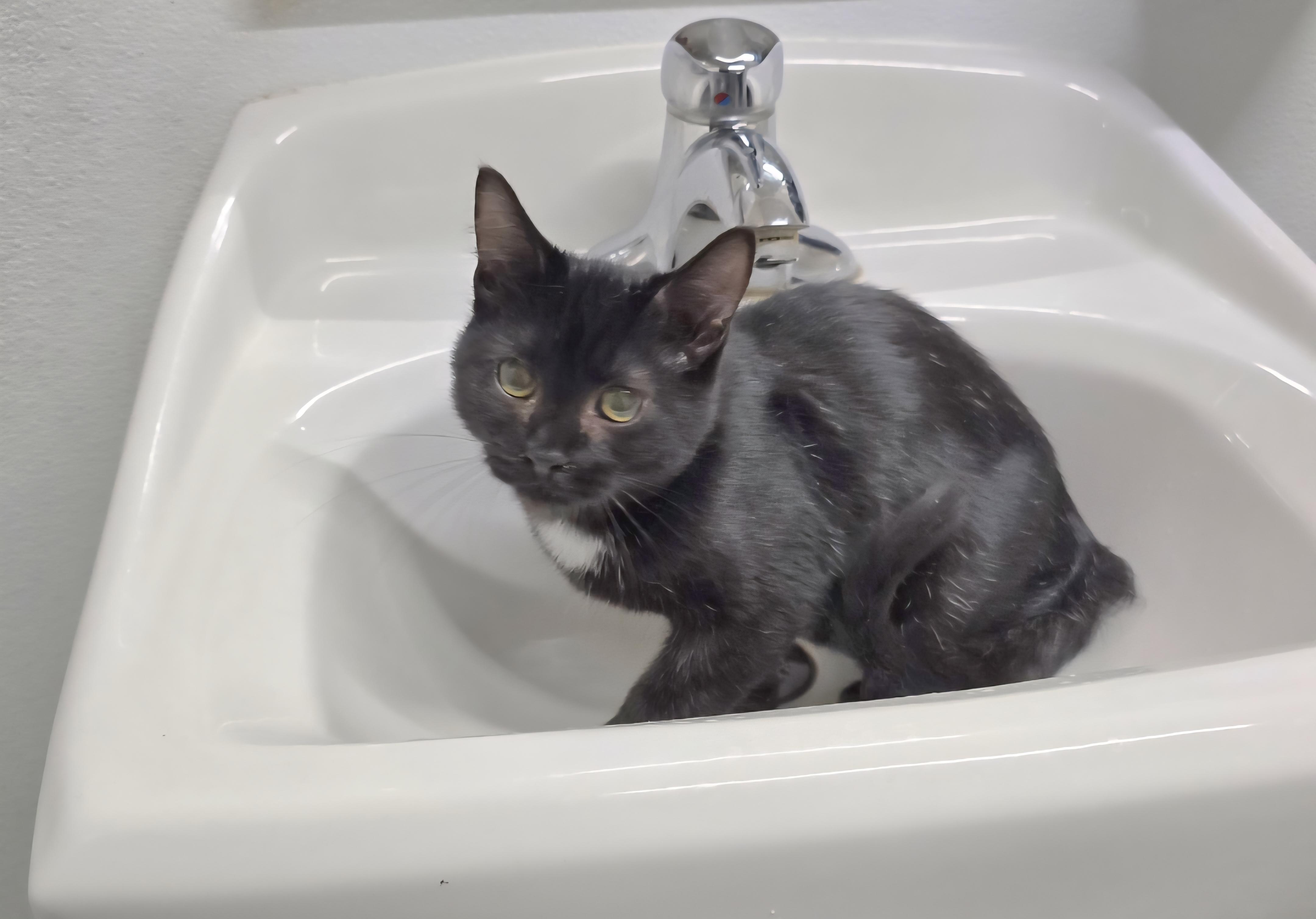 Jerry, an adoptable Domestic Short Hair in Jamestown, ND, 58401 | Photo Image 1