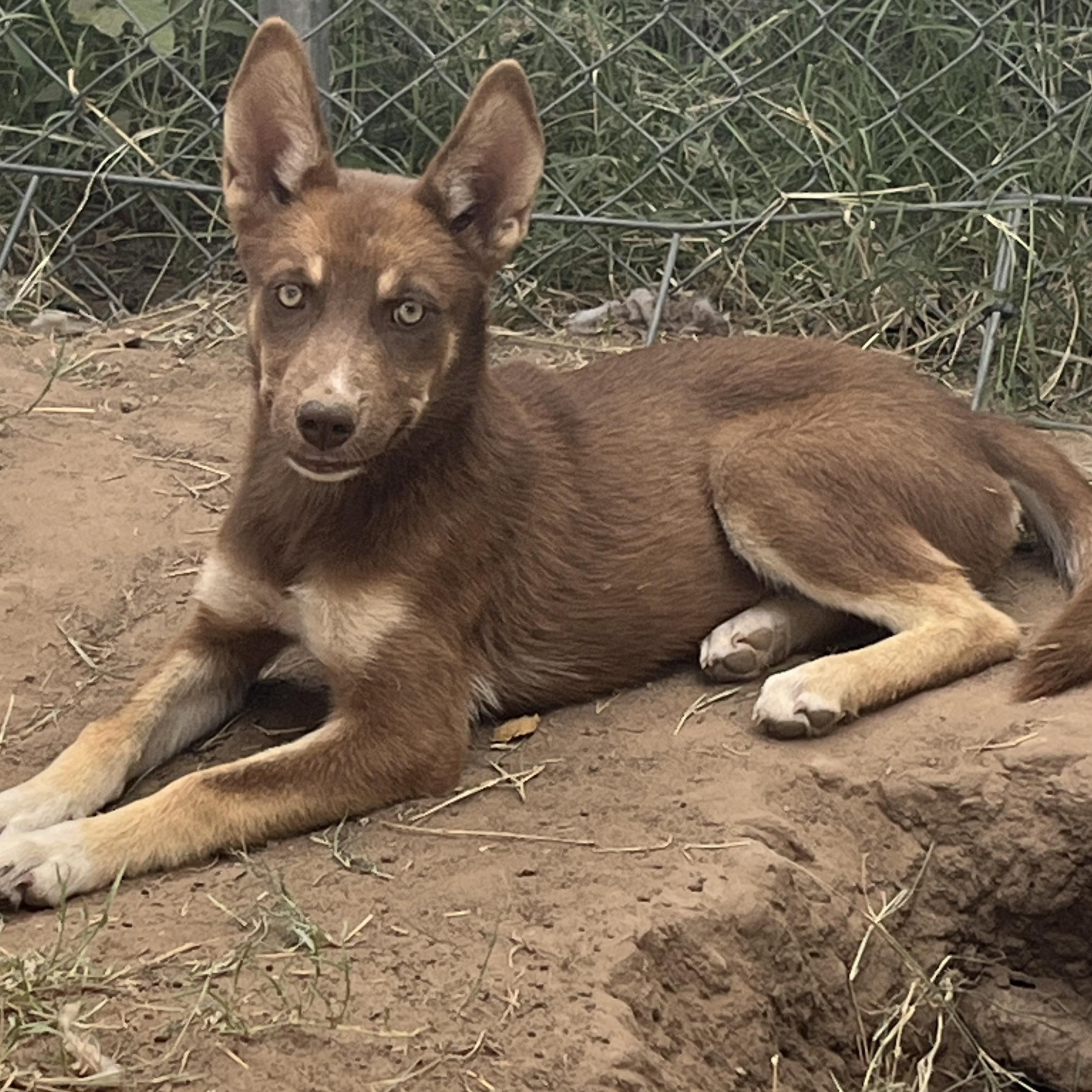 Skittles, a Adoptable mixed breed in Levelland, TX image 1/6