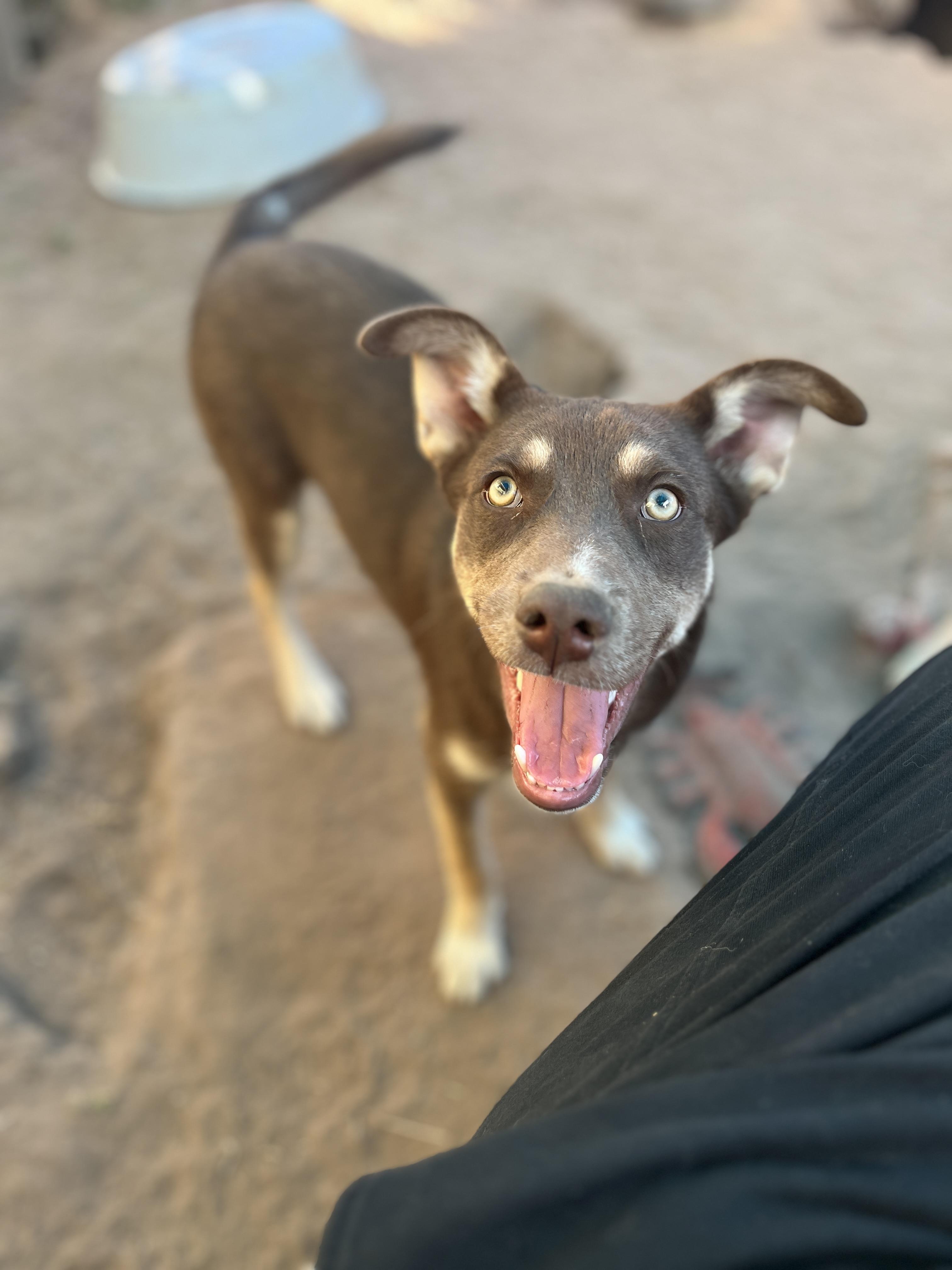Skittles, a Adoptable mixed breed in Levelland, TX image 2/6