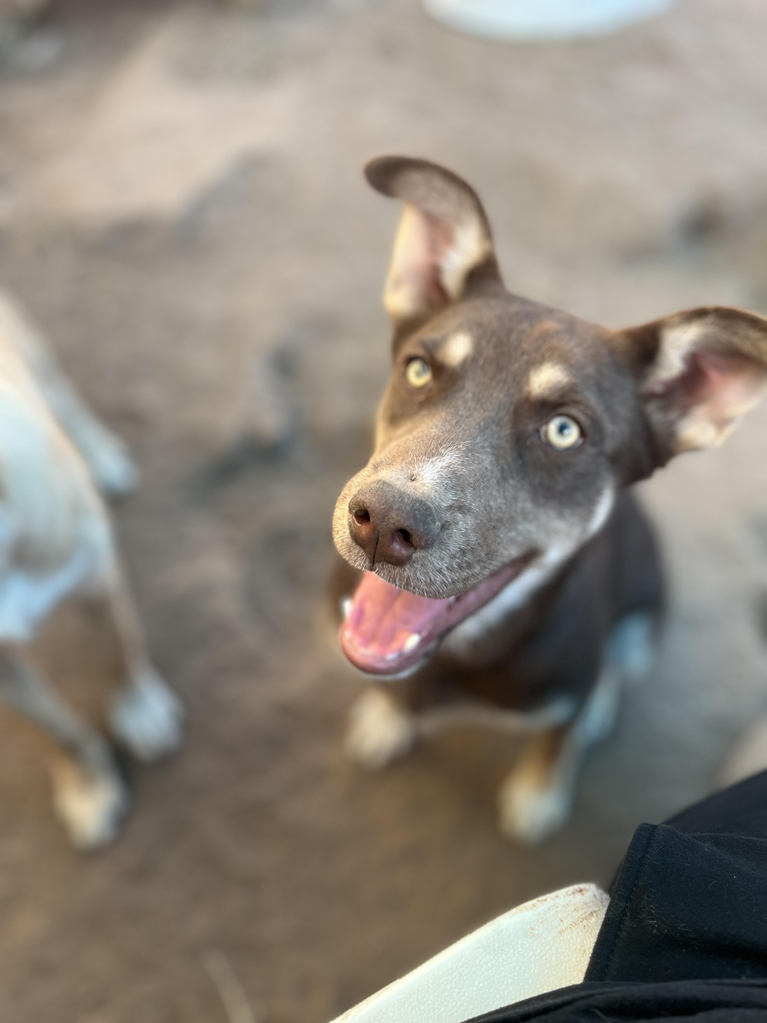 Skittles, a Adoptable mixed breed in Levelland, TX image 4/6