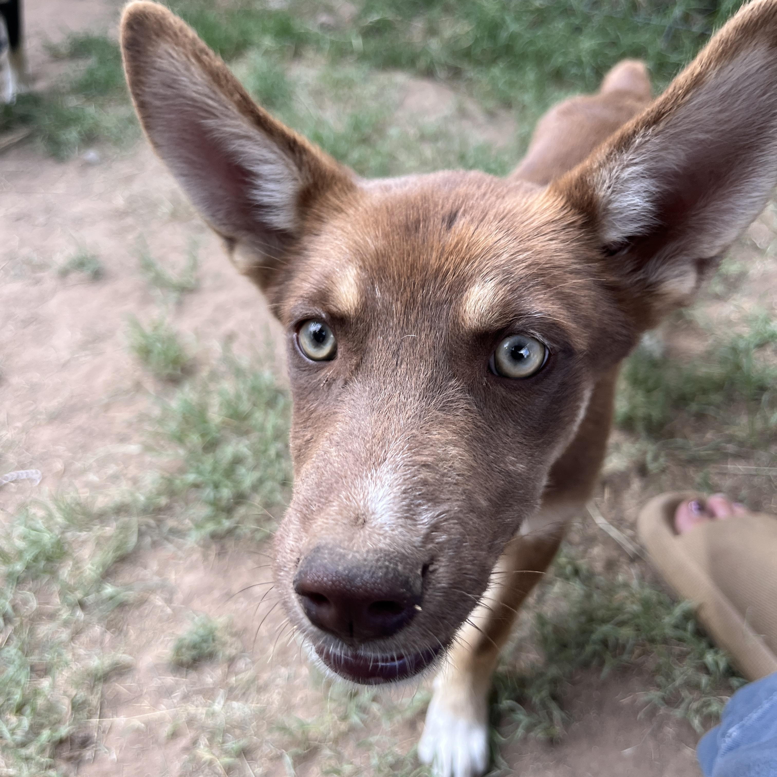 Skittles, a Adoptable mixed breed in Levelland, TX image 5/6