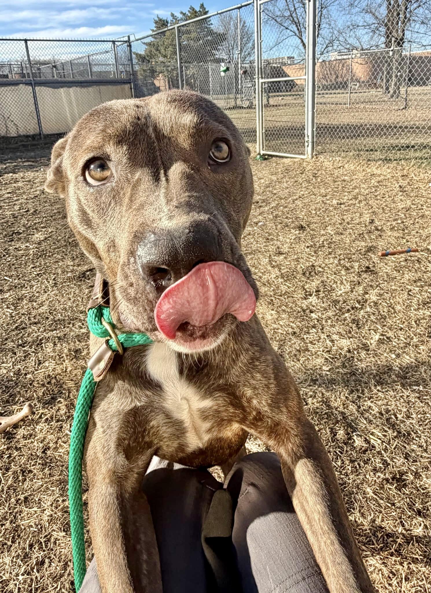 Patchwork, ADOPTABLE, Adult Female Pit Bull Terrier.