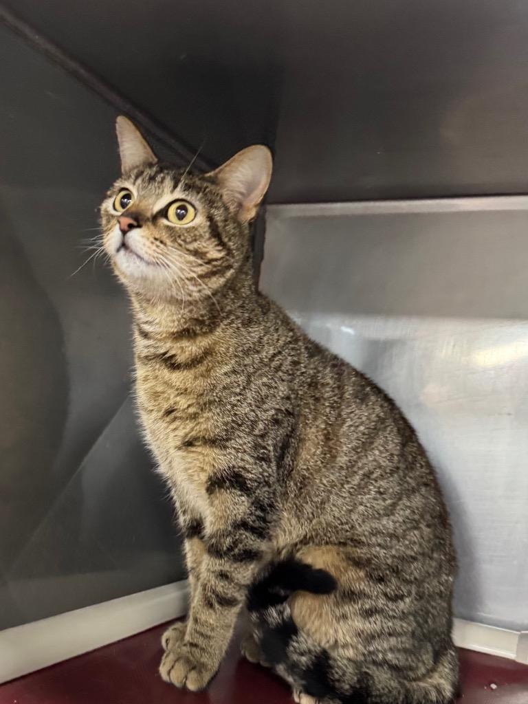 Ava, a Adoptable mixed breed in New Manchester, WV image 6/6