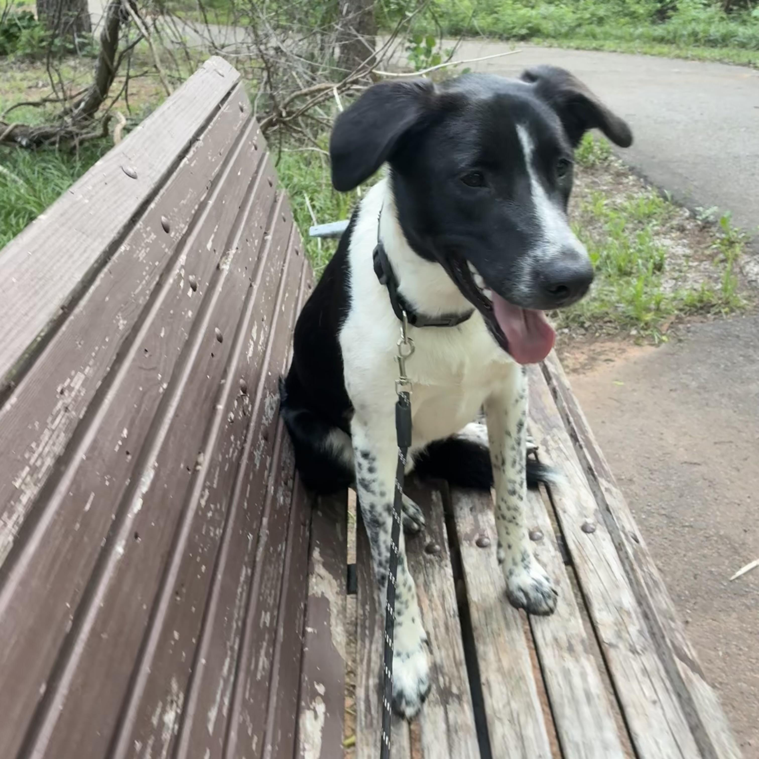 Enlarge Clifford (Cliff), a Adoptable mixed breed in Noble, OK image 4/5