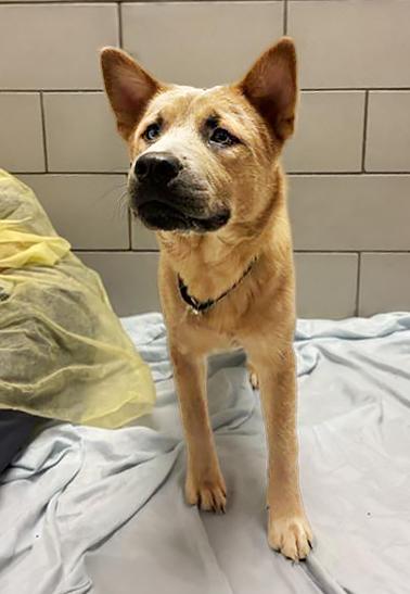 Endive, ADOPTABLE, Young Male Mixed Breed.