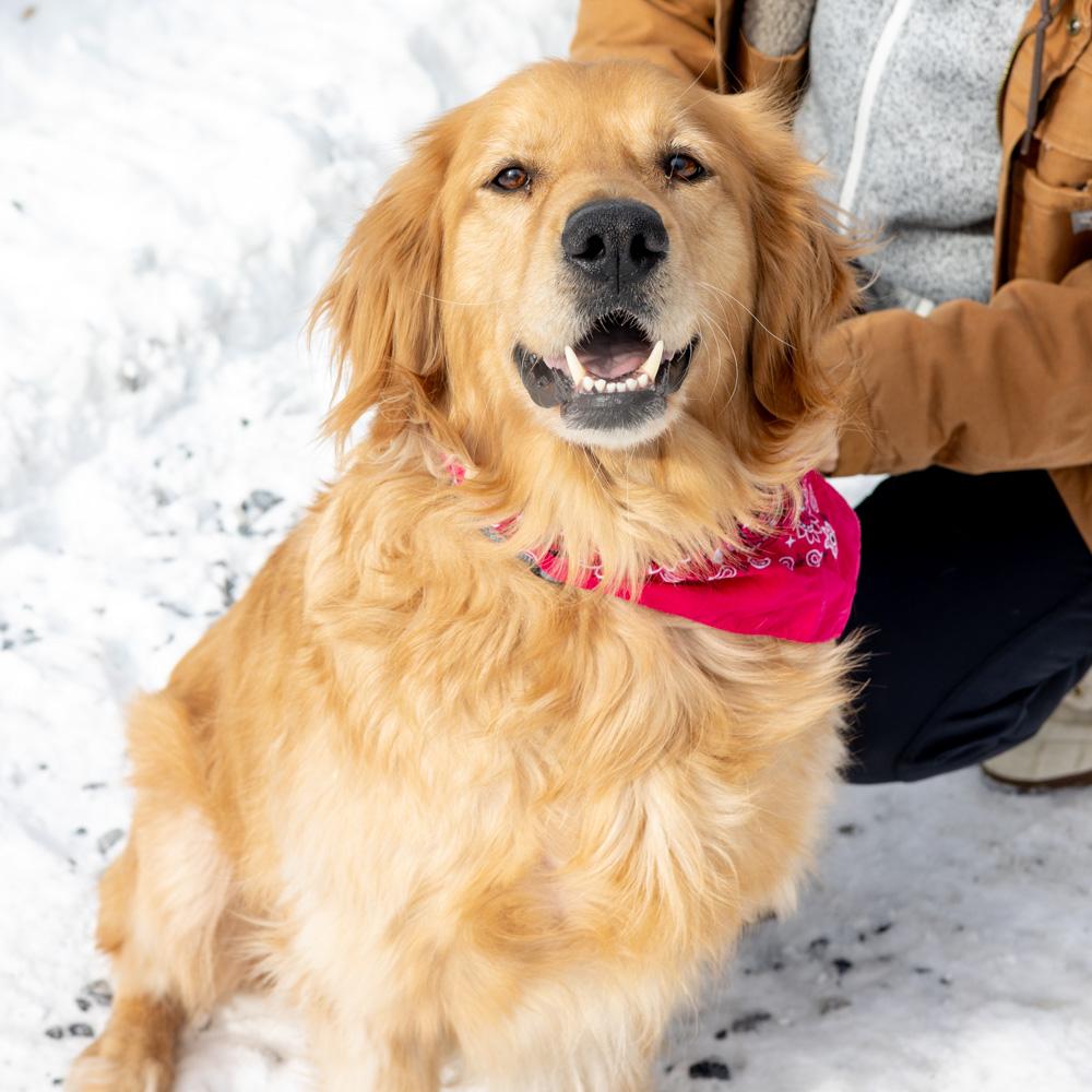 Enlarge Biscuit  (Female)   Avail 2/6, an adopted Golden Retriever in West Grove, PA image 2/6