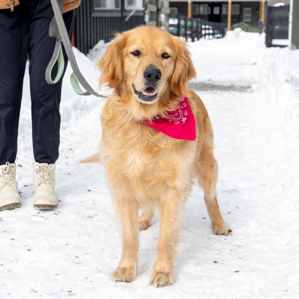 Enlarge Biscuit  (Female)   Avail 2/6, an adopted Golden Retriever in West Grove, PA image 1/6