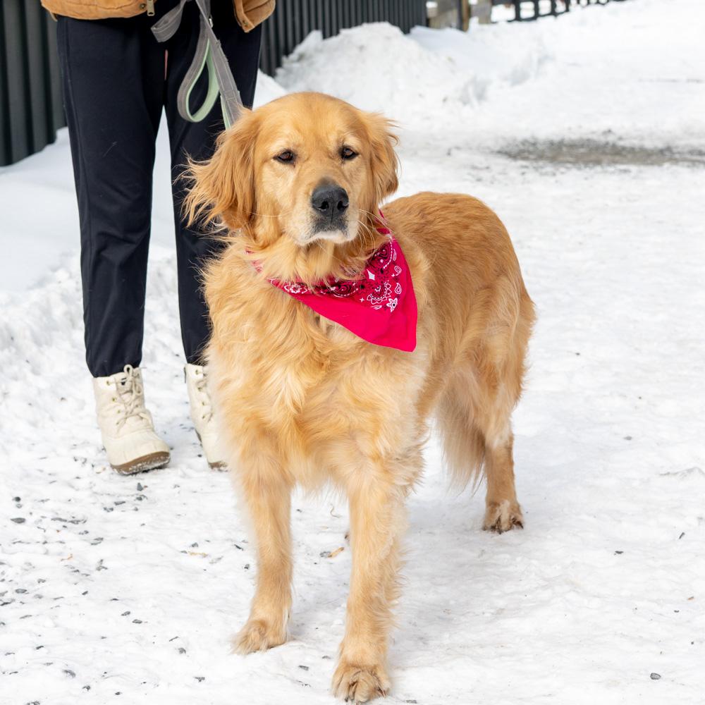 Enlarge Biscuit  (Female)   Avail 2/6, an adopted Golden Retriever in West Grove, PA image 4/6