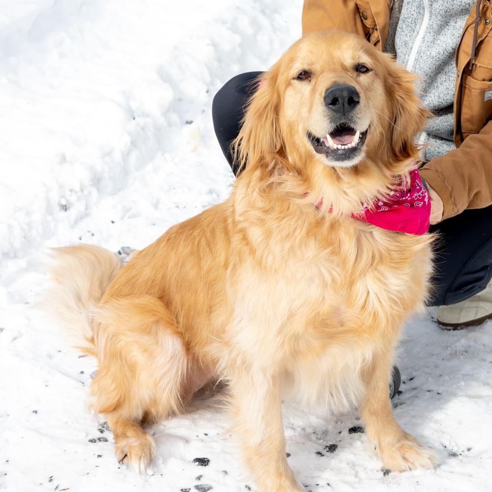 Enlarge Biscuit  (Female)   Avail 2/6, an adopted Golden Retriever in West Grove, PA image 5/6