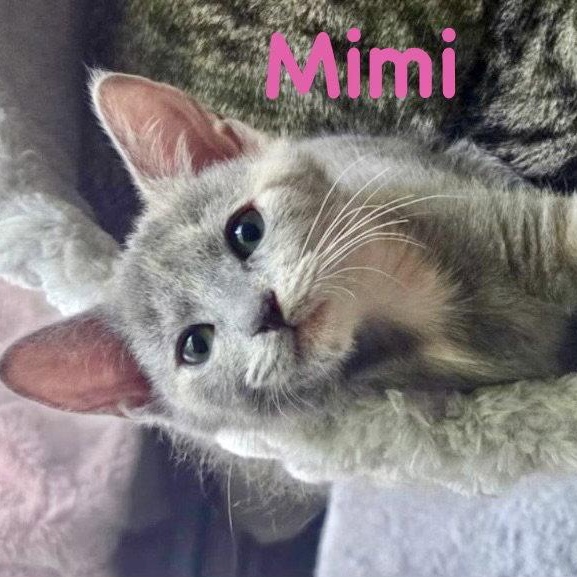 Enlarge Mimi, a Adopted Domestic Short Hair in Reston, VA image 1/3