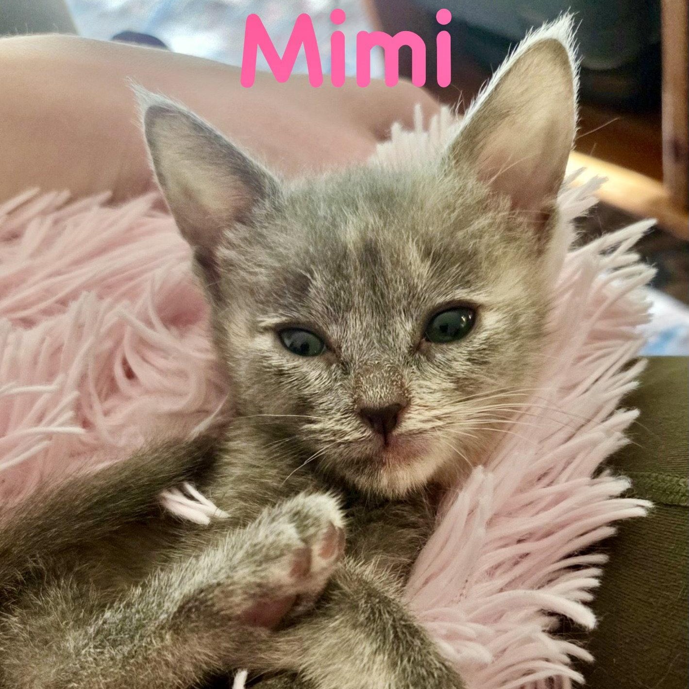 Enlarge Mimi, a Adopted Domestic Short Hair in Reston, VA image 2/3