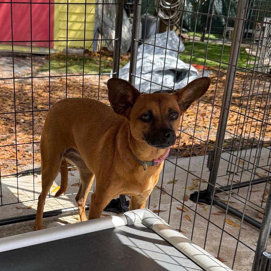 Cleo, Adoptable, Adult Female Miniature Pinscher & Mixed Breed.