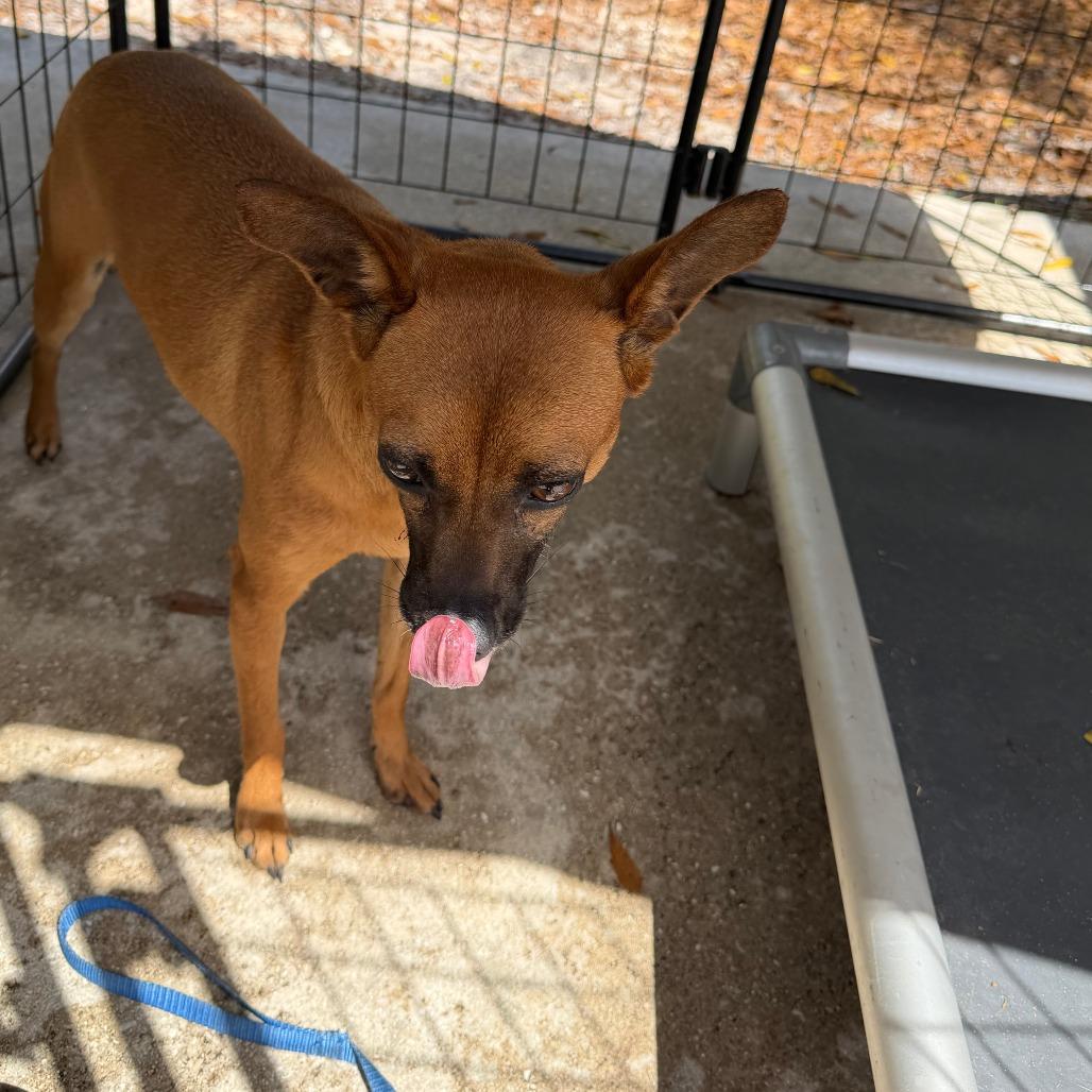 Enlarge Cleo, a Adoptable mixed breed in North Port, FL image 2/5