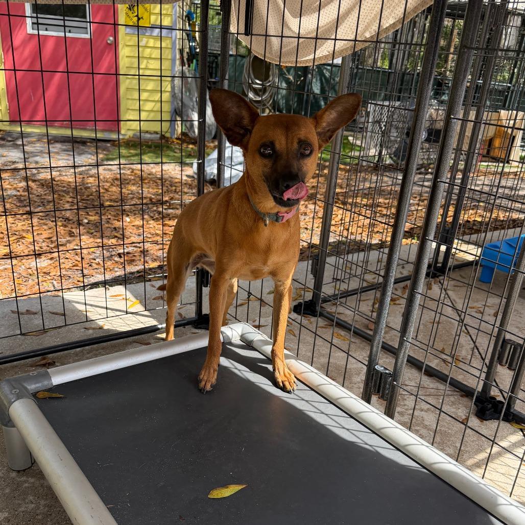 Enlarge Cleo, a Adoptable mixed breed in North Port, FL image 3/5