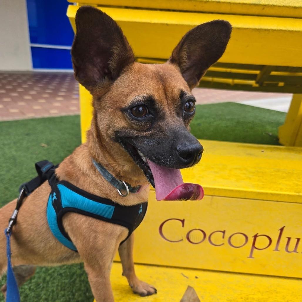 Enlarge Cleo, a Adoptable mixed breed in North Port, FL image 4/6