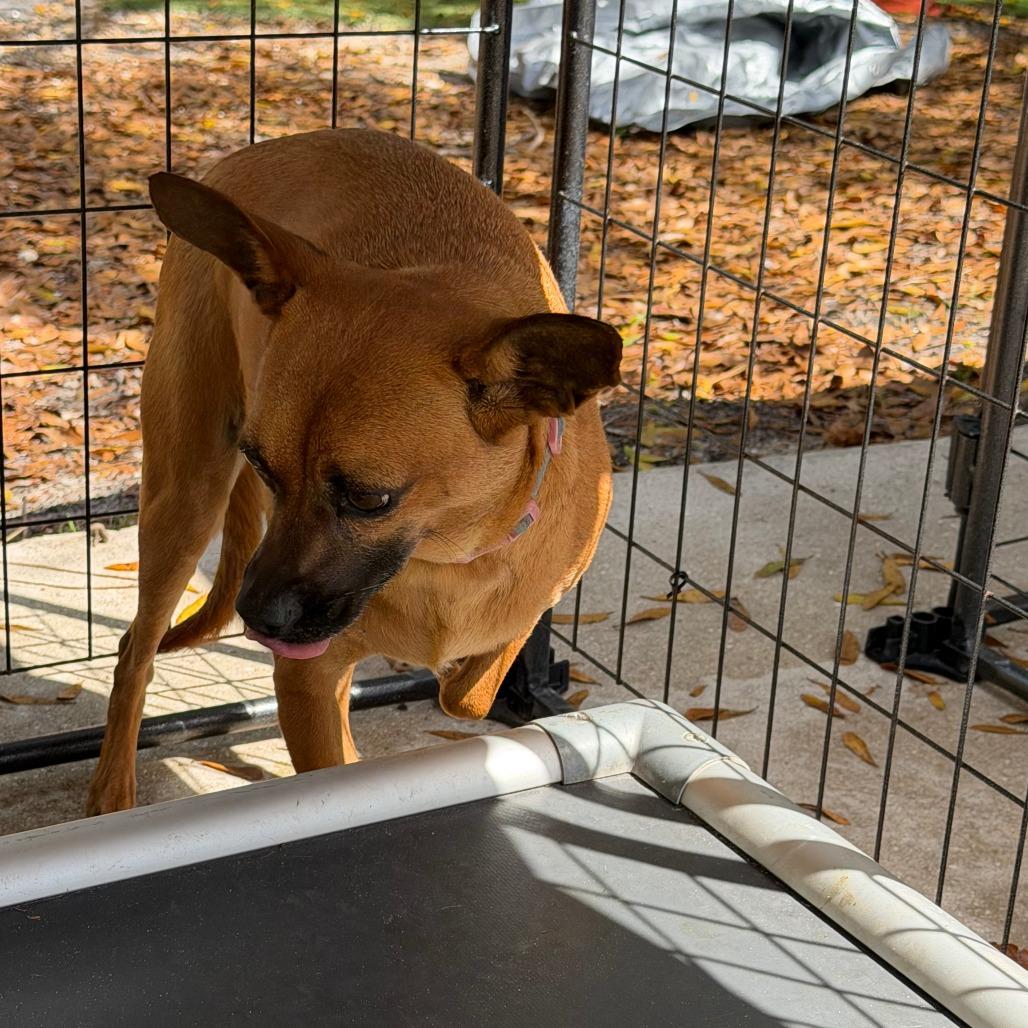 Enlarge Cleo, a Adoptable mixed breed in North Port, FL image 4/5