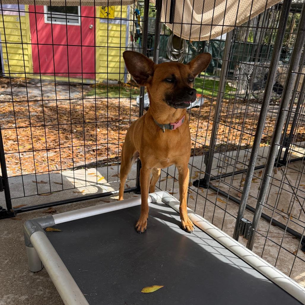 Enlarge Cleo, a Adoptable mixed breed in North Port, FL image 5/5