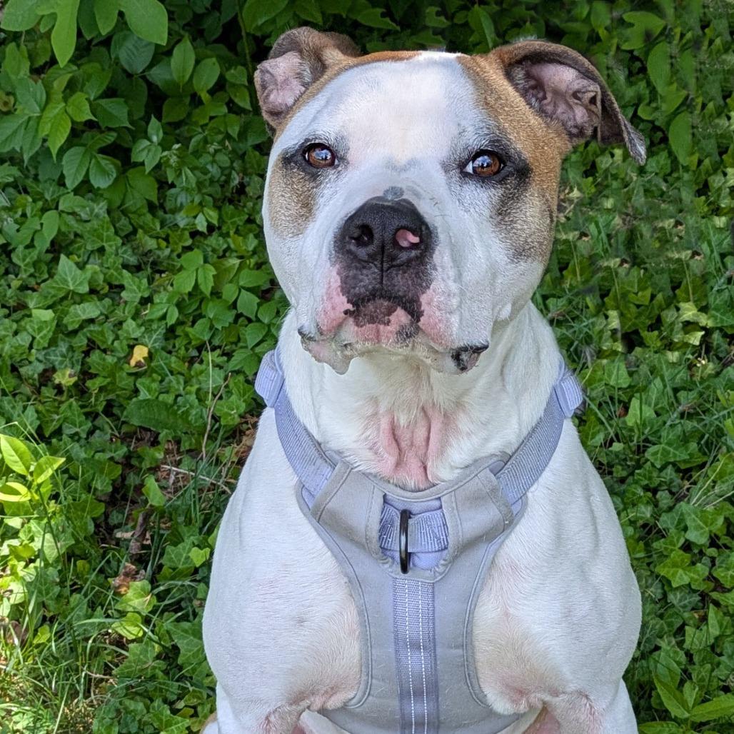 Enlarge Nala, a Adoptable mixed breed in Charlottesville, VA image 1/6