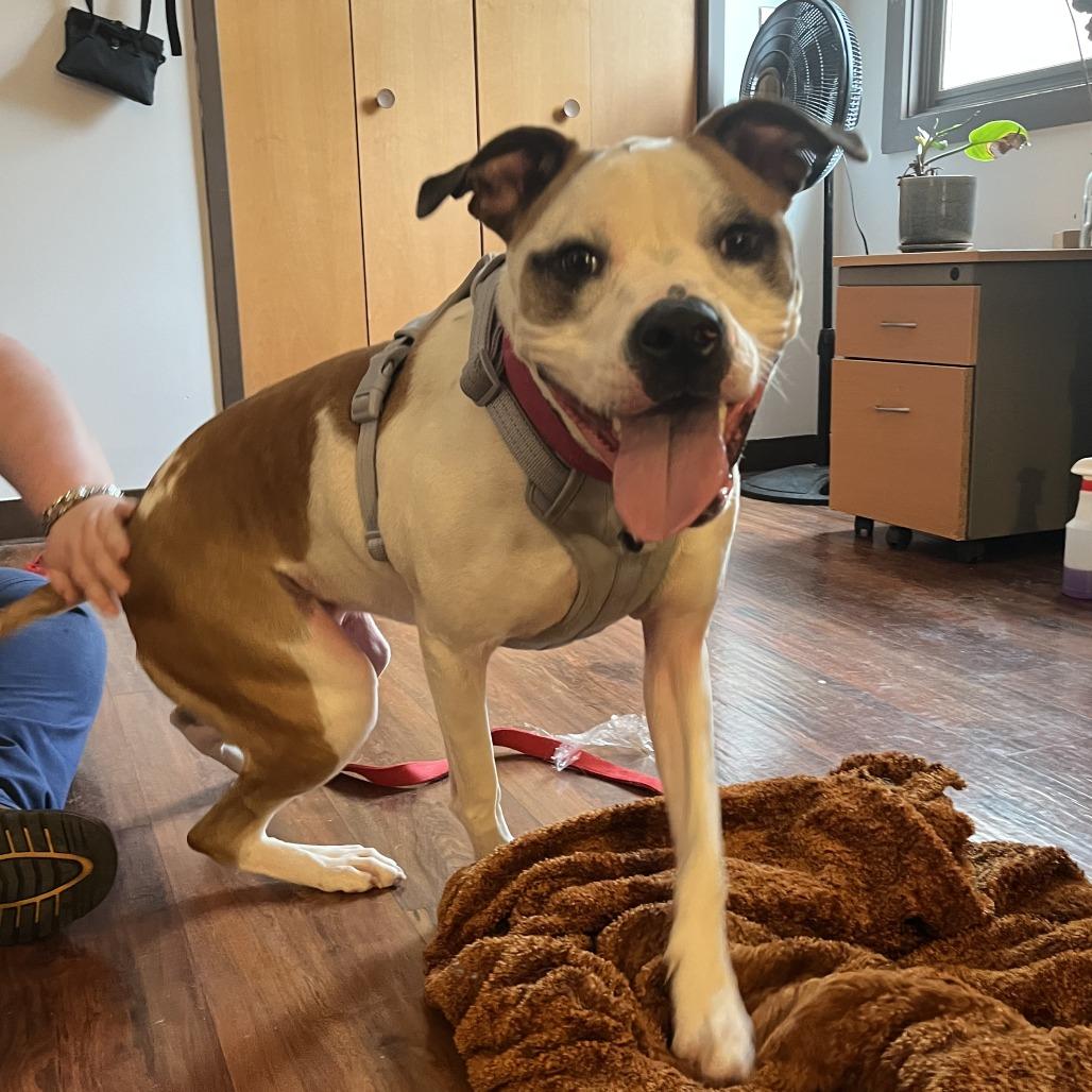 Enlarge Nala, a Adoptable mixed breed in Charlottesville, VA image 2/6