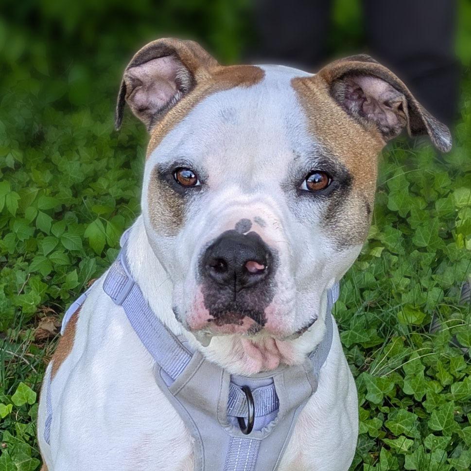 Enlarge Nala, a Adoptable mixed breed in Charlottesville, VA image 3/6