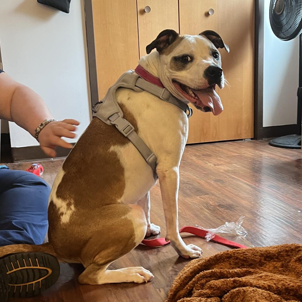 Enlarge Nala, a Adoptable mixed breed in Charlottesville, VA image 4/6