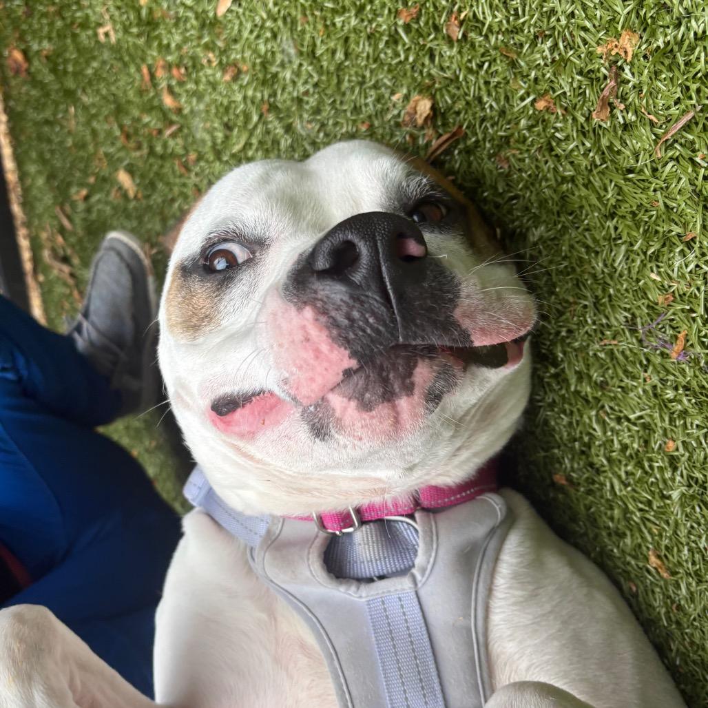 Enlarge Nala, a Adoptable mixed breed in Charlottesville, VA image 5/6