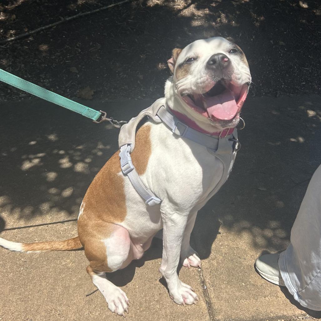 Enlarge Nala, a Adoptable mixed breed in Charlottesville, VA image 6/6