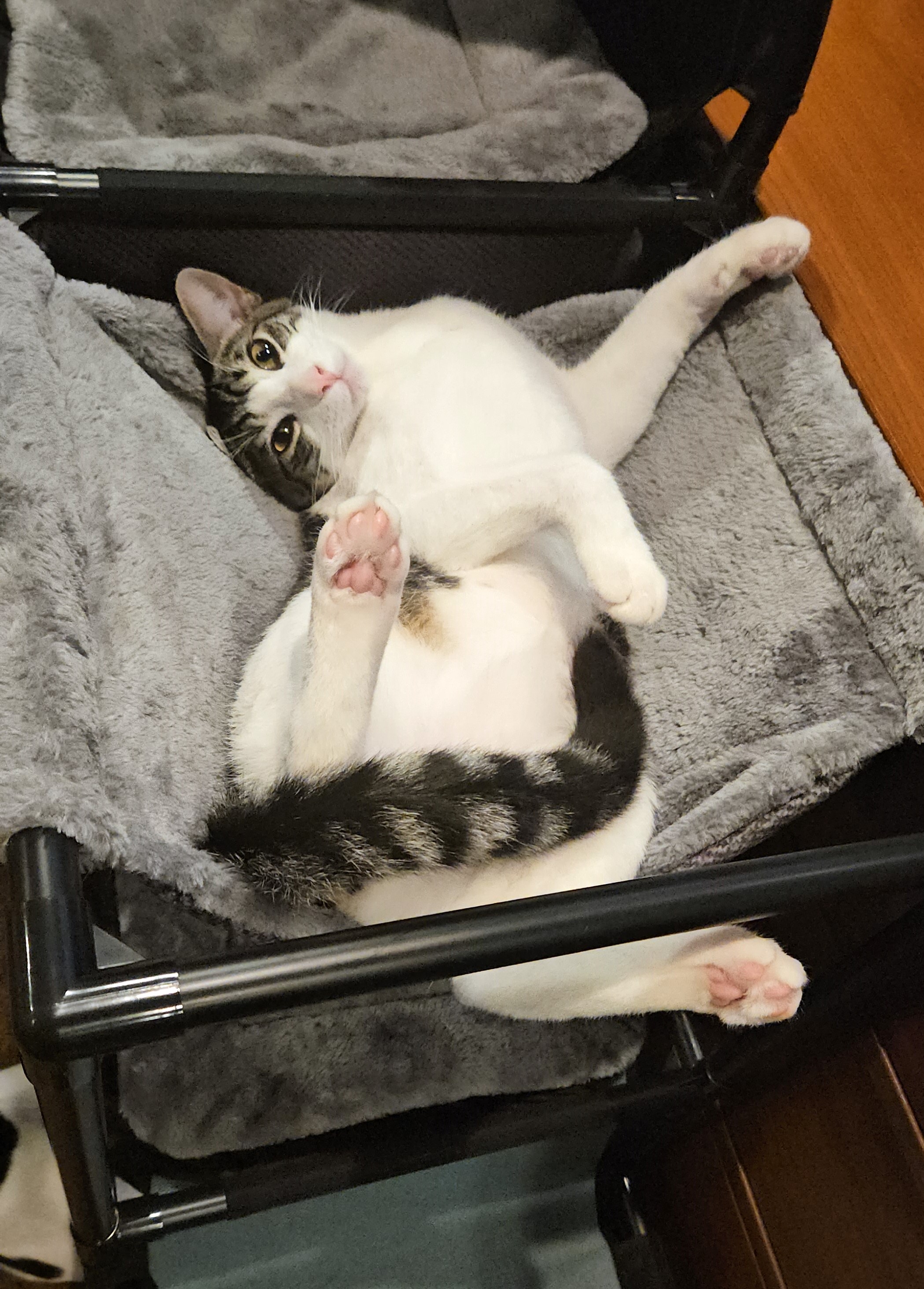 Enlarge Patches, a Adoptable Tabby in Rancho Palos Verdes, CA image 1/6