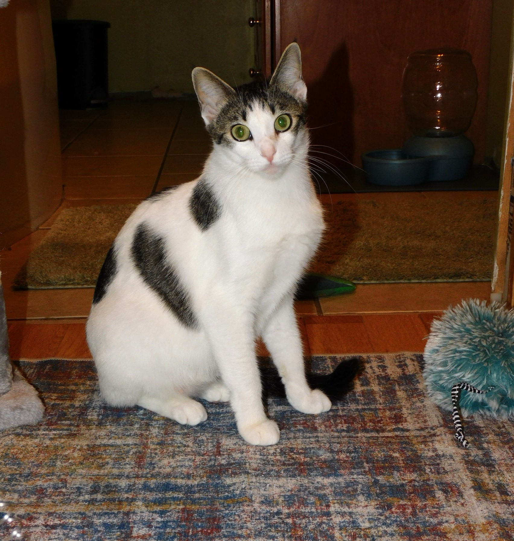 Enlarge Patches, a Adoptable Tabby in Rancho Palos Verdes, CA image 2/6