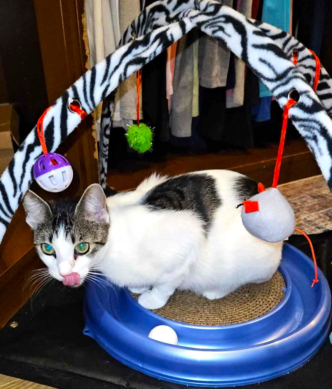 Enlarge Patches, a Adoptable Tabby in Rancho Palos Verdes, CA image 4/6