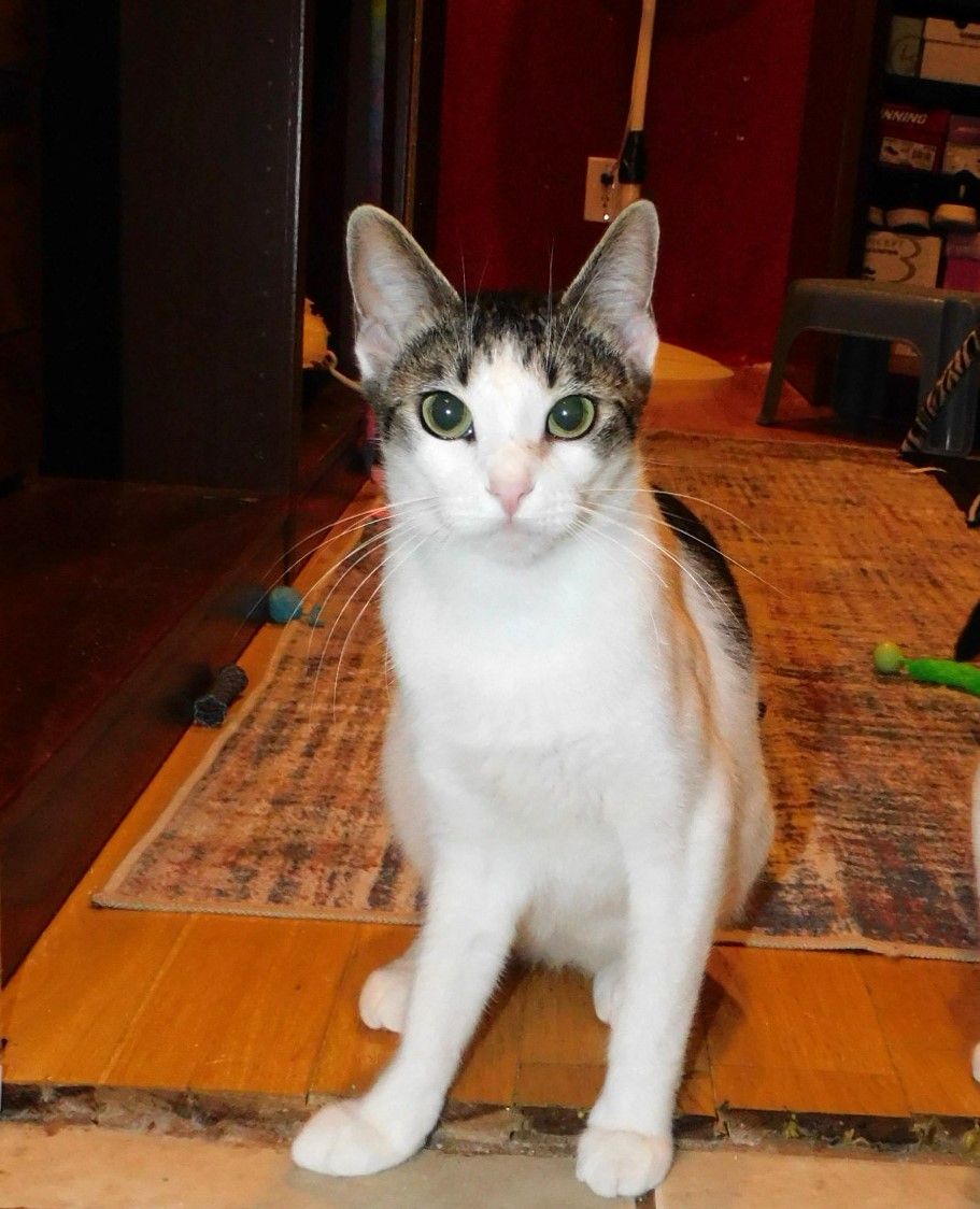 Enlarge Patches, a Adoptable Tabby in Rancho Palos Verdes, CA image 6/6