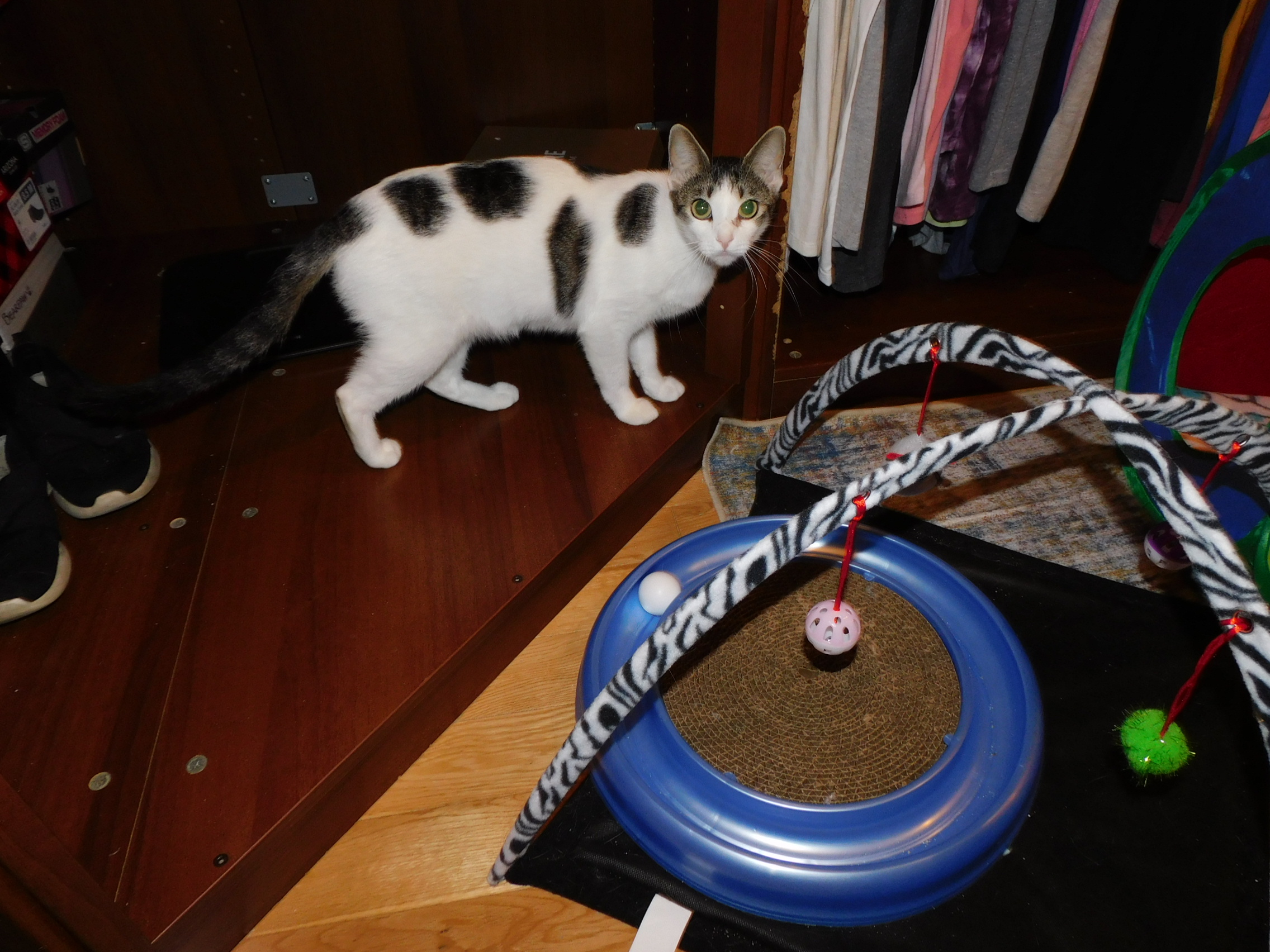 Enlarge Patches, a Adoptable Tabby in Rancho Palos Verdes, CA image 5/6