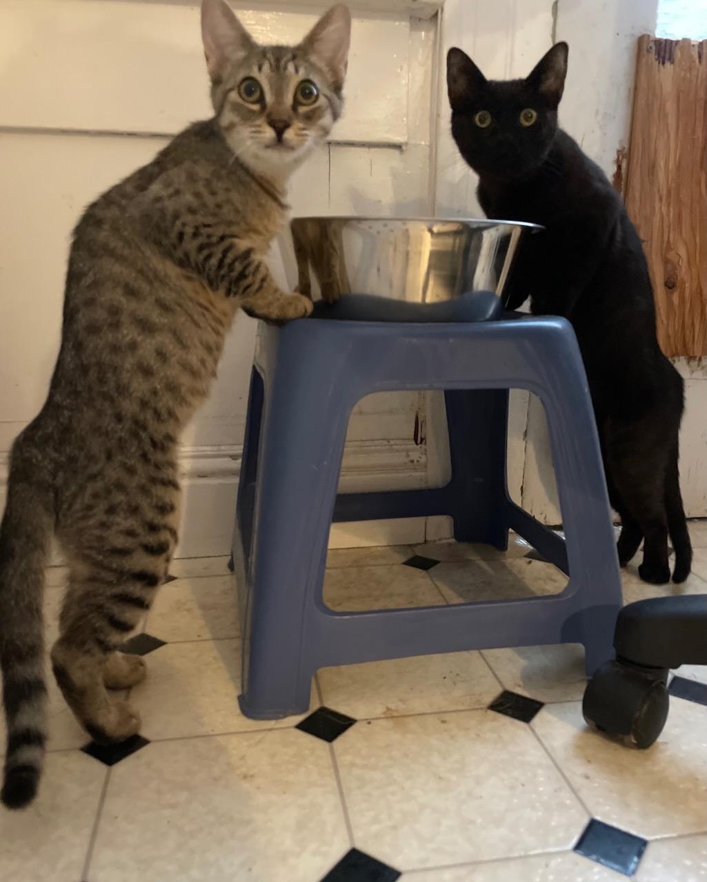 Matilda (bonded with Mary), Adoptable, Kitten Female Domestic Short Hair.