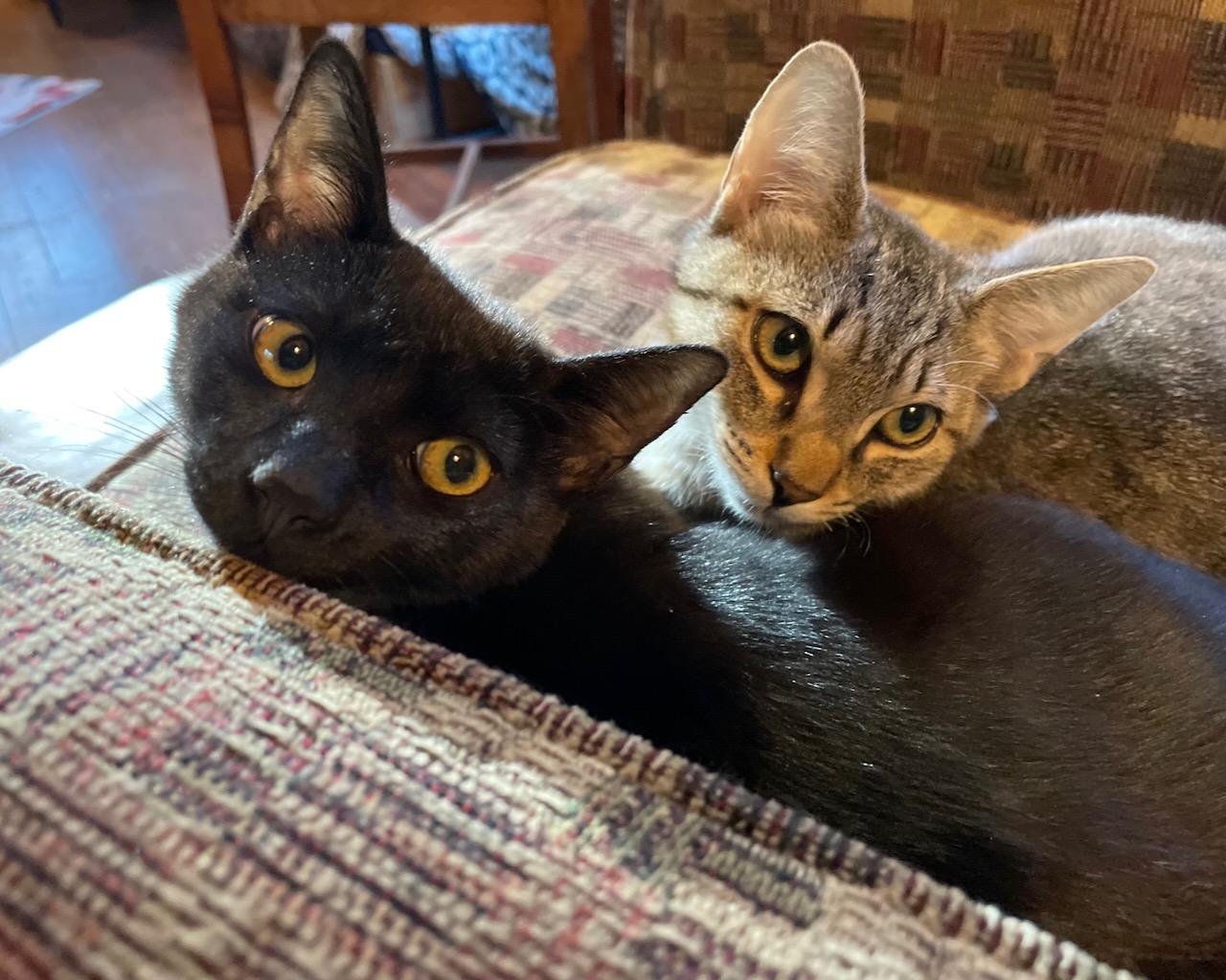 Enlarge Matilda (bonded with Mary), a Adoptable Domestic Short Hair in San Francisco, CA image 3/4