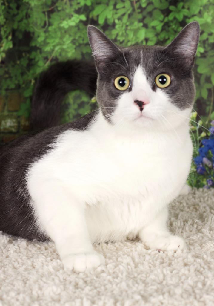 Enlarge Clap Clap Kitty Cat (now Winston), a Adoptable mixed breed in Gilbert, AZ image 1/1